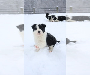 Border Collie Puppy for sale in HENDERSON, TN, USA