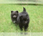 Small #1 Pomeranian