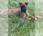 Small Photo #1 Malinois Puppy For Sale in AFTON, VA, USA