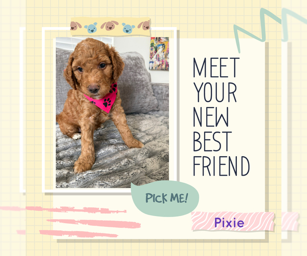 Medium Photo #15 Goldendoodle mix (+ Poodle Standard) Puppy For Sale in SEFFNER, FL, USA
