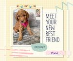 Small #14 Goldendoodle mix (+ Poodle Standard)