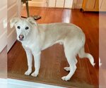 Small Photo #1 Golden Labrador Puppy For Sale in Okolona, MS, USA