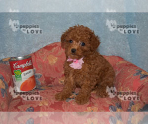 Poodle (Toy) Puppy for sale in SANGER, TX, USA