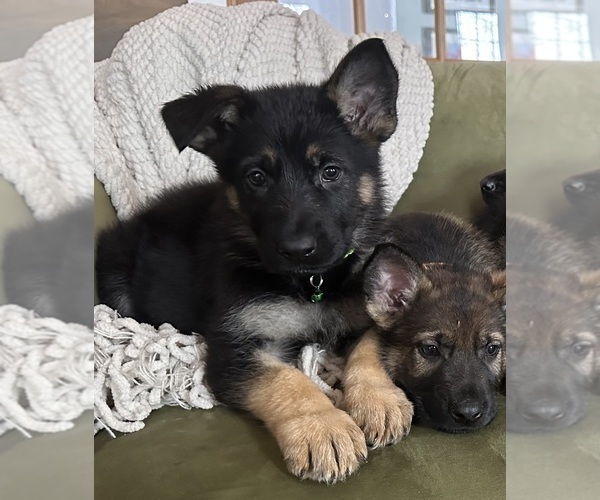 Medium Photo #3 German Shepherd Dog Puppy For Sale in PERKINSVILLE, VT, USA