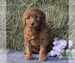 Small Photo #4 Labradoodle-Poodle (Miniature) Mix Puppy For Sale in LANCASTER, PA, USA