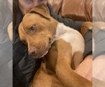 Small #4 Mutt