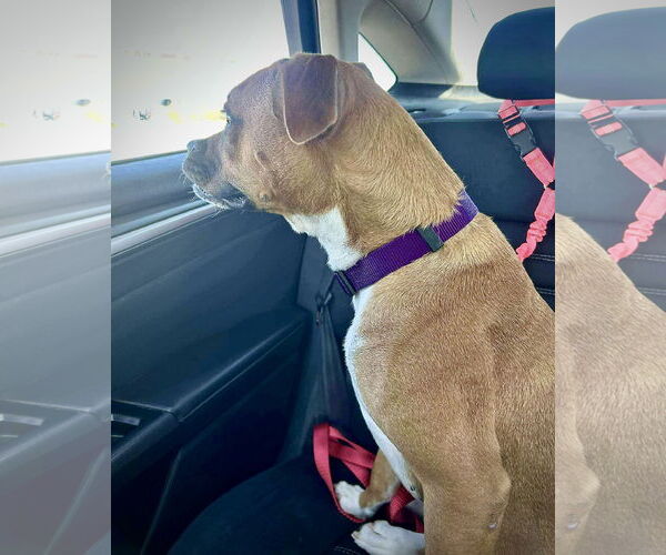 Medium Photo #6 Boxer Puppy For Sale in Dumont, NJ, USA