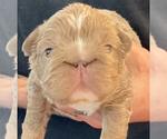 Small Photo #14 French Bulldog Puppy For Sale in PALM CITY, FL, USA