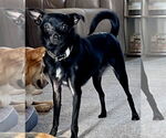 Small #3 Chihuahua Mix