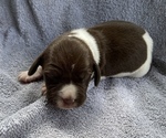 Puppy 4 Brittany-German Shorthaired Pointer Mix