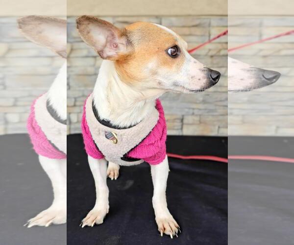Medium Photo #5 Chihuahua-Unknown Mix Puppy For Sale in Seattle, WA, USA