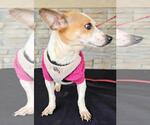 Small #4 Chihuahua Mix