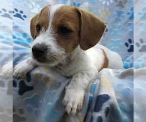 Jack-A-Poo Dogs for adoption in Grovertown, IN, USA