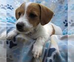 Small Jack-A-Poo