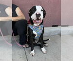Small #6 American Pit Bull Terrier Mix