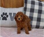Small Photo #3 Poodle (Miniature) Puppy For Sale in WARSAW, IN, USA