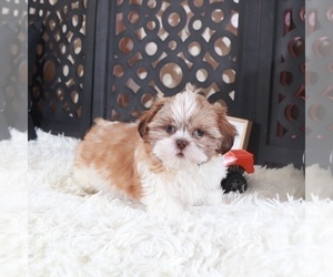Shih Tzu Puppy for sale in MOUNT VERNON, OH, USA