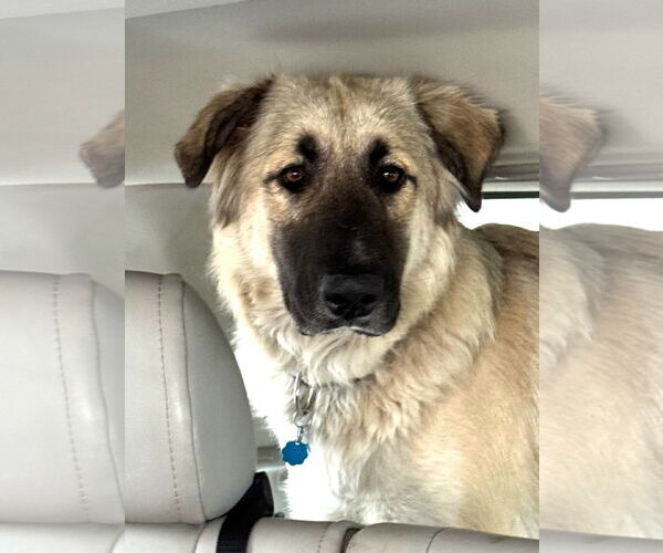 Medium Photo #1 Anatolian Shepherd Puppy For Sale in Winter Park, CO, USA