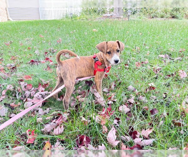 Medium Photo #3 Chihuahua-Unknown Mix Puppy For Sale in Plainfield, IL, USA