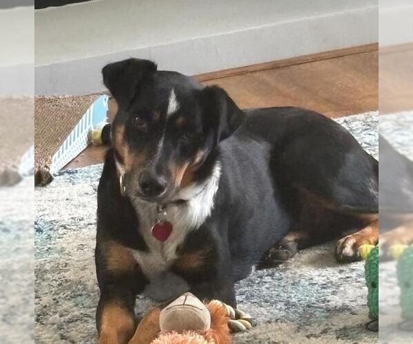 Medium Photo #13 Mutt Puppy For Sale in San Diego, CA, USA