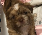 Small Photo #1 Shih Tzu Puppy For Sale in JACKSONVILLE, FL, USA