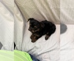 Puppy Puppy 3 Yorkshire Terrier