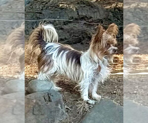 Medium Photo #4 Mutt Puppy For Sale in Bellevue, WA, USA