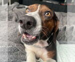 Small Beagle Mix
