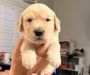 Golden Retriever Puppy for sale in APPLE VALLEY, CA, USA