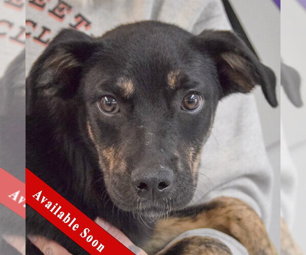 Medium Photo #1 German Shepherd Dog-Unknown Mix Puppy For Sale in Huntley, IL, USA