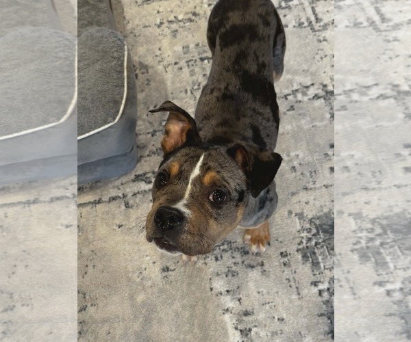 Medium Photo #3 Mutt Puppy For Sale in St. Louis Park, MN, USA