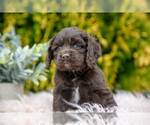 Puppy Dolly Cocker Spaniel