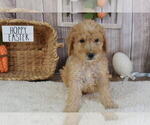 Puppy 5 Poodle (Miniature)