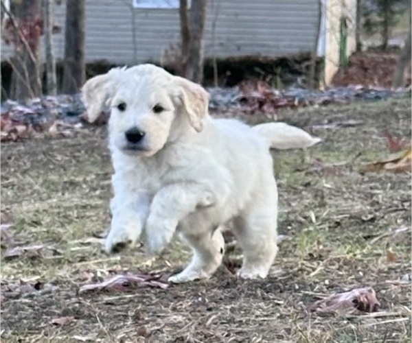 Medium Photo #3 Goldendoodle Puppy For Sale in DAWSONVILLE, GA, USA