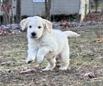 Small Photo #3 Goldendoodle Puppy For Sale in DAWSONVILLE, GA, USA