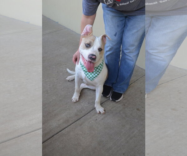 Medium Photo #2 Staffordshire Bull Terrier-Unknown Mix Puppy For Sale in McKinney, TX, USA