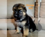 Small Photo #2 German Shepherd Dog Puppy For Sale in BENSON, NC, USA