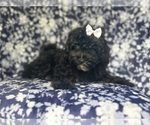 Small #8 ShihPoo