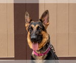 Small #15 German Shepherd Dog Mix