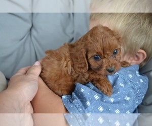 Cavapoo Litter for sale in GREENWOOD, WI, USA