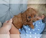 Image preview for Ad Listing. Nickname: Litter of 4