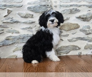 Bernedoodle (Miniature) Puppy for sale in NEW HOLLAND, PA, USA