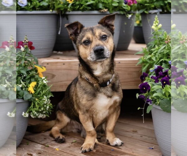 Medium Photo #1 Mutt Puppy For Sale in St. Louis Park, MN, USA