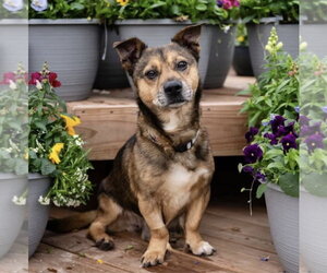 Mutt Dogs for adoption in St. Louis Park, MN, USA