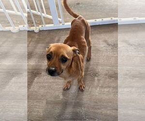 Chihuahua-Unknown Mix Dogs for adoption in Polson, MT, USA