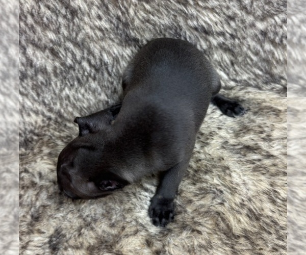 Medium Photo #5 Rat Terrier Puppy For Sale in WHITAKERS, NC, USA