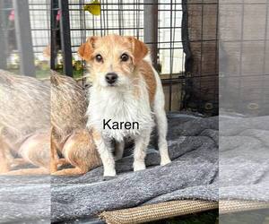 Mutt Dogs for adoption in Turlock, CA, USA