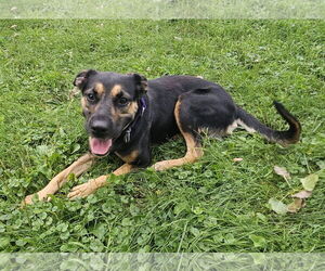 Mutt Dogs for adoption in Minneapolis, MN, USA