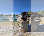 Pup Pup - Male Aussiedoodle Toy Puppy for Sale - Photo #5