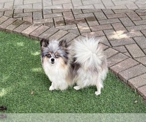 Mother of the Pomeranian puppies born on 05/12/2026